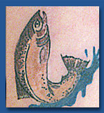 salmon image